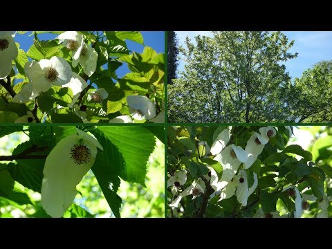 Davidia involucrata, the Dove-tree handkerchief tree, pocket handkerchief tree, or ghost tree