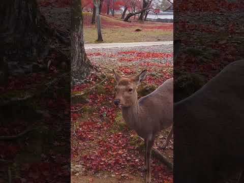 Explore The hidden Gems of NARA