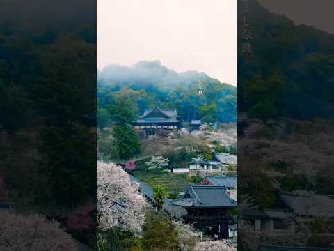 Unlocking Nara&#039;s Wonders in 2023 | Deer Park, Todaiji Temple,| Ultimate Nara Japan Travel Guide